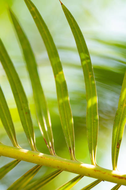 background texture of palm leaves - palm leaf branch leaf palm tree imagens e fotografias de stock