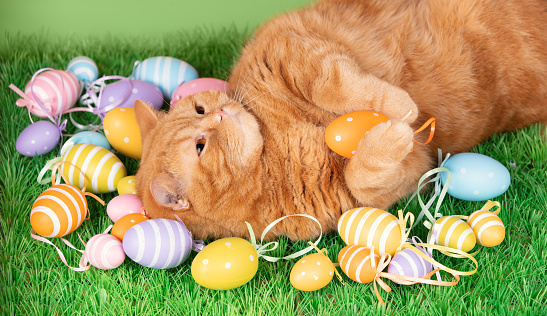 A funny ginger cat sleeping on back on artificial turf with colored Easter eggs
