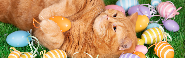 A funny ginger cat sleeping on back on artificial turf with colored Easter eggs. Horizontal banner