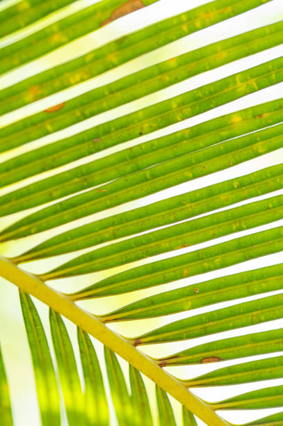 background texture of palm leaves - palm leaf branch leaf palm tree imagens e fotografias de stock