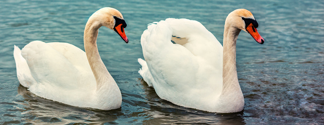 A pair of swans swim together in the lake. Horizontal banner