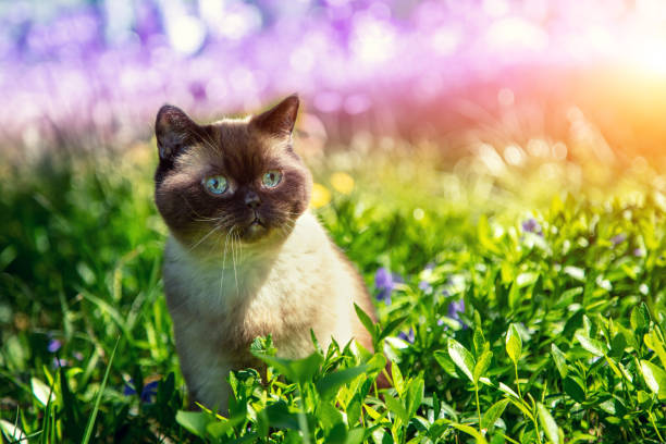 Cat sits in the periwinkle flowers in summer