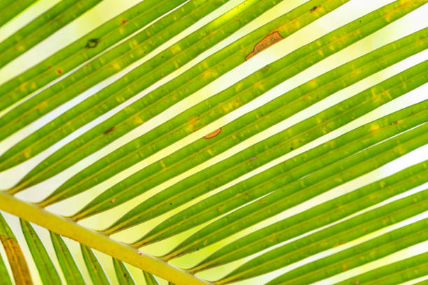 background texture of palm leaves - palm leaf branch leaf palm tree imagens e fotografias de stock