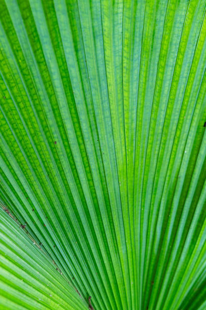 background texture of palm leaves - palm leaf branch leaf palm tree imagens e fotografias de stock