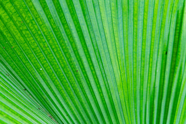 background texture of palm leaves - palm leaf branch leaf palm tree imagens e fotografias de stock