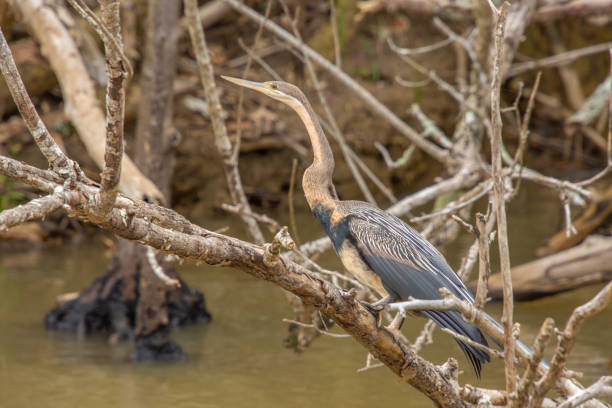 istock Pretty specimen of heron perched 1915069418