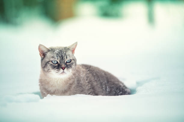 istock Siamese cat sitting in deep snow 1915075223