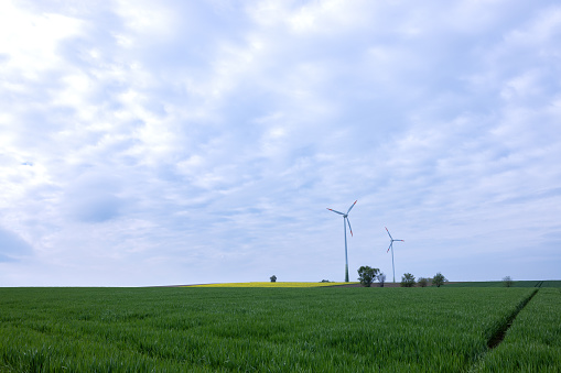 A green wheat field with wind generators in the distance
