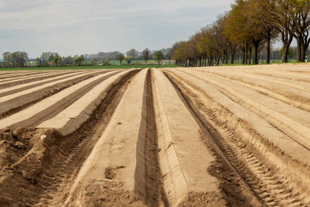 rangées de pommes de terre dans le champ après la plantation des tubercules. une bande d’arbres le long du champ. allemagne - organic horizon over land horizontal crop photos et images de collection