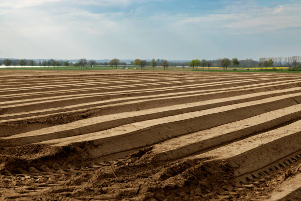 champ de pommes de terre après la plantation des tubercules au printemps. allemagne - organic horizon over land horizontal crop photos et images de collection