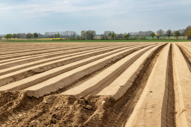 un champ de pommes de terre cultivé au printemps. embarquement. allemagne - organic horizon over land horizontal crop photos et images de collection