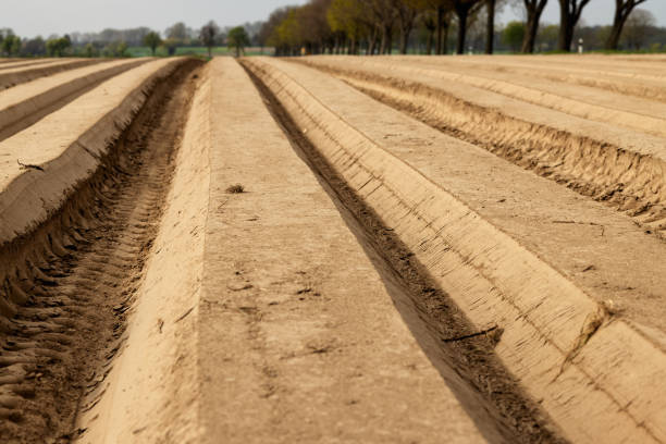 la ligne de plantation des tubercules de pomme de terre dans le champ au printemps. gros plan - organic horizon over land horizontal crop photos et images de collection