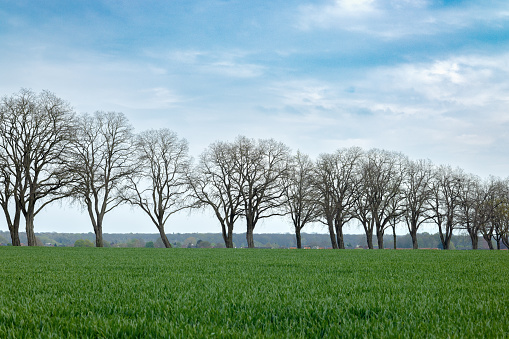 A strip of leafless trees along a field with green grass. Graphics