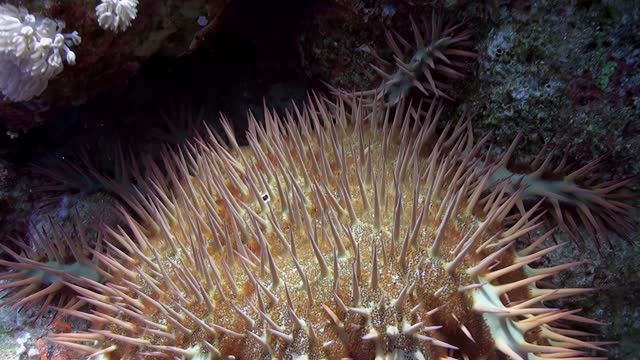 On submerged ocean bed, one can observe crown of thorns starfish in repose.
