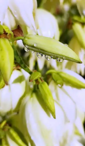 Photo of Flower YuccaFlowers and buds Yucca in raindrops