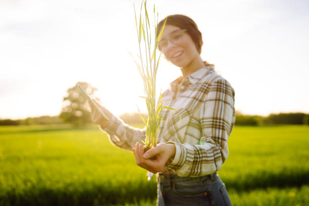 緑の小麦畑で若い芽を手に持つ眼鏡をかけた若い女性農夫のクローズアップ。 - holding hands teamwork gardening green ストックフォトと画像