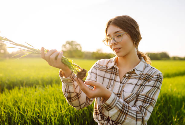 緑の小麦畑で若い芽を手に持つ眼鏡をかけた若い女性農夫のクローズアップ。 - holding hands teamwork gardening green ストックフォトと画像