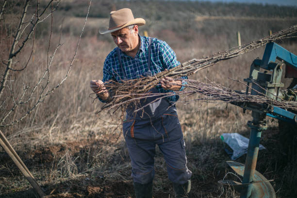 Planting young plum seedlings in the orchard