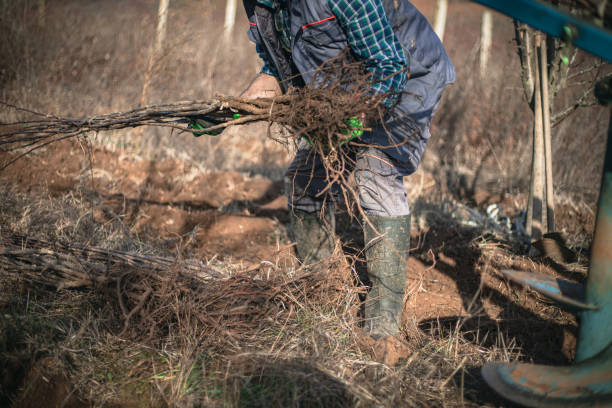 istock Orchard care, planting plum seedlings 1915104631
