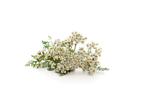 Beautiful yarrow flowers isolated on a white background.