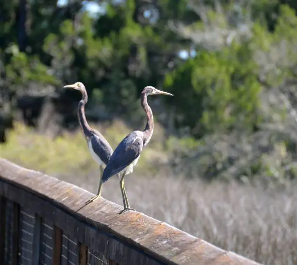 Two egrets standing on boardwalk at marshland Florida.