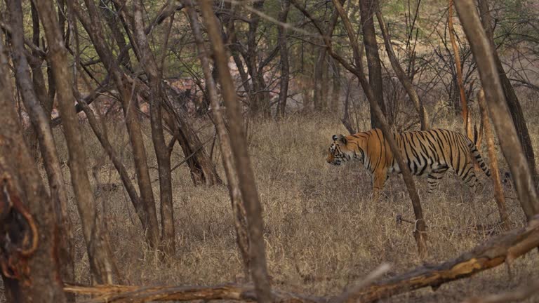 A tigress Bengal Tiger female walking in the woods of Indian forest