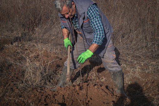 Orchard care, planting plum seedlings