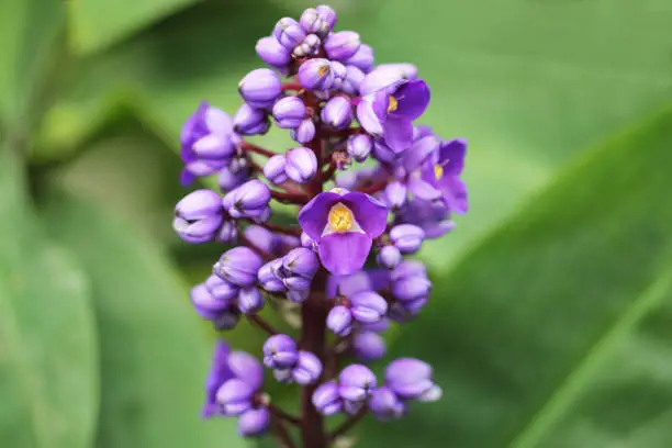 Dichorisandra thyrsiflora - Blauer Ingwer