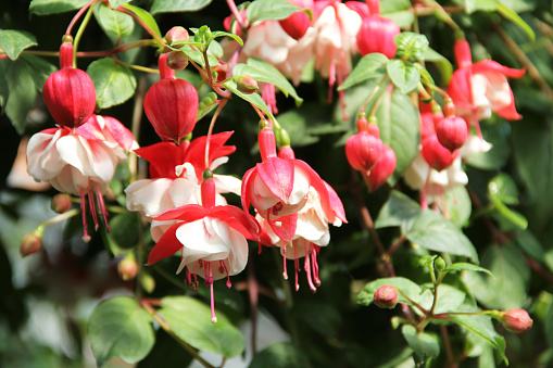 Fuchsia plant with flowers