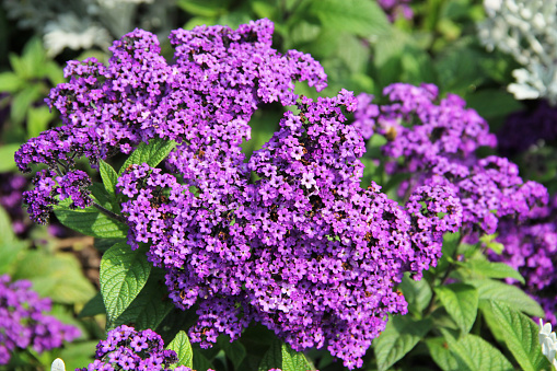 Vanilleblume, Heliotropium arborescens 'Scentropia Dark Blue'