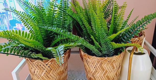 istock Green flower in wicker pot 1915146474