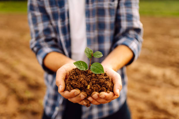 istock A man holds a green plant in his hands. 1915148557