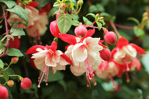 Fuchsia plant with flowers
