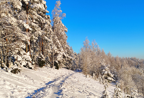 Germany, Beautiful curved hiking path leading into magical snow covered conifer tree forest of black forest nature landscape on mountain brend