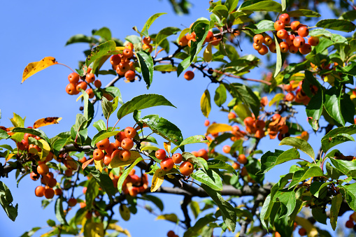 Kirschapfelbaum mit leuchtenden orangefarbenen Früchten