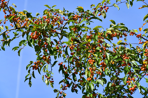 Kirschapfelbaum mit leuchtenden orangefarbenen Früchten