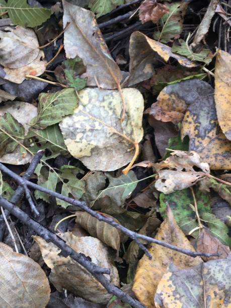 istock Leaves on the forest floor with stick 1915239810