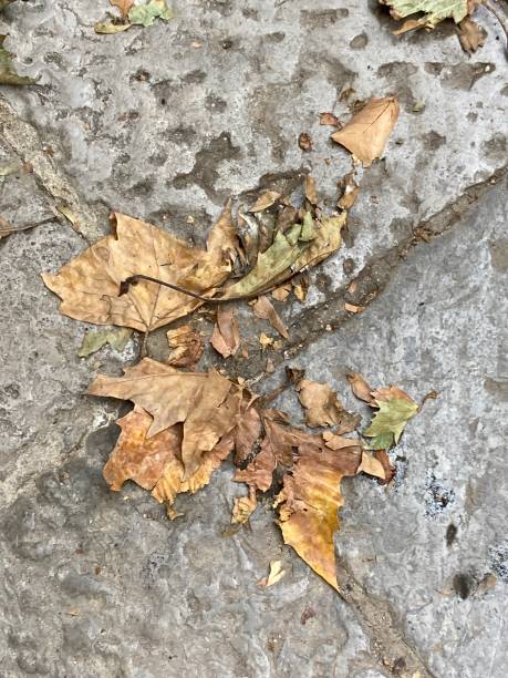 istock Leaves on stone road 1915240326