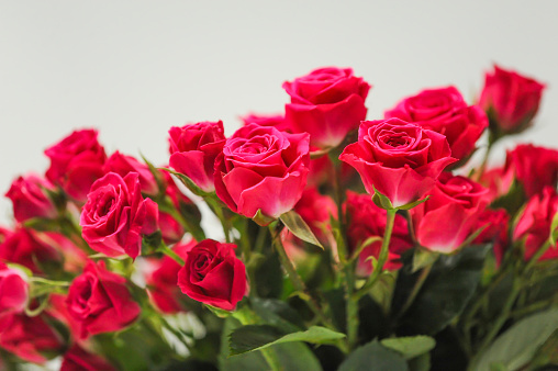 Bouquet of artificial red roses, isolated, space for copy in the side.