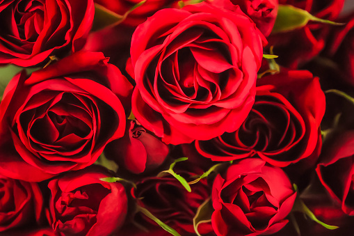 Red roses. Full frame close up