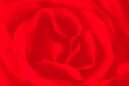 Art illustration of a red rose bud close up - closeup drawn rose.