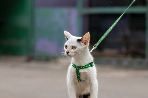 A stray cat in a shelter.A frightened cute kitten in a harness walks on the street.Socialization and assistance to homeless animals.