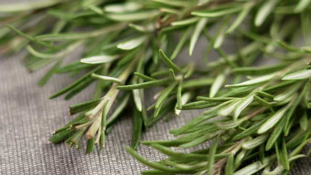 Fresh rosemary sprigs on a kitchen cloth close up. Rotation