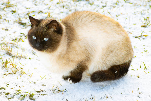 a frozen Siamese cat sits on a snowy lawn. close-up