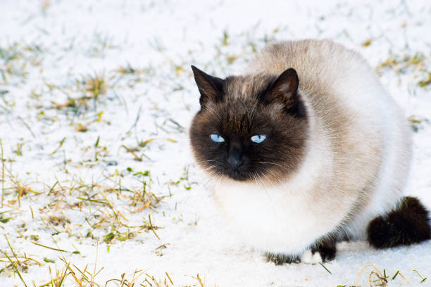 istock a beautiful and fluffy Siamese cat sits on the snow-covered grass 1915276936