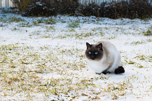 a frozen Siamese cat sits on a snowy lawn. close-up