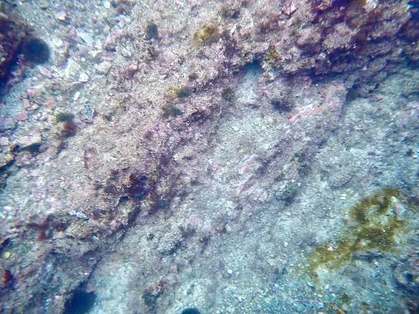 Photo of Sea Floor