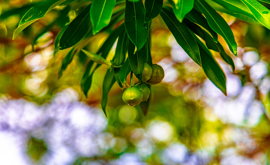 Grow papaya concept. Ripe papaya on tree