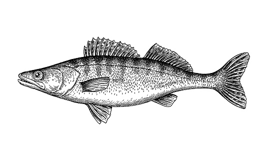 Pikeperch. Illustration of Zander. Freshwater fish ink sketch isolated on white background. Retro style.