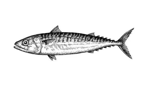 Vector illustration of Mackerel fish ink sketch.